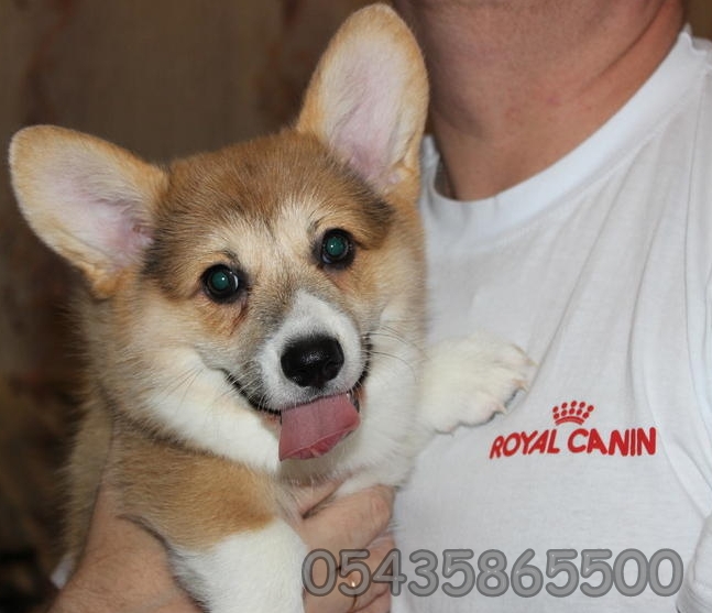 Satilik Welsh Corgi Yavrulari Yavru Kopek Ilanlari