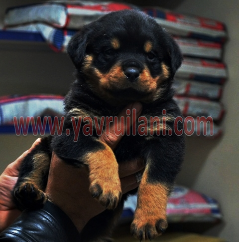 safkan Rottweiler Yavruları