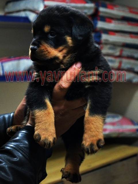 satılık secereli rottweiler 