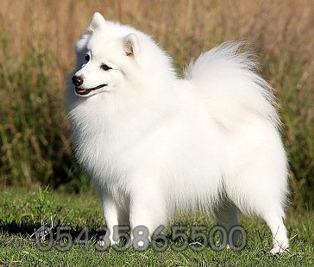 Japanese Spitz