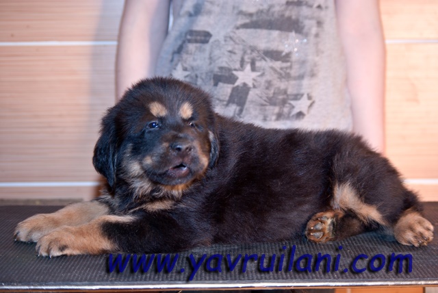 safkan tibetan mastiff