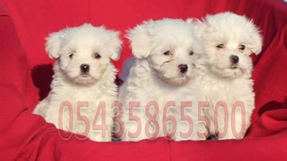 satılık maltese terrier
