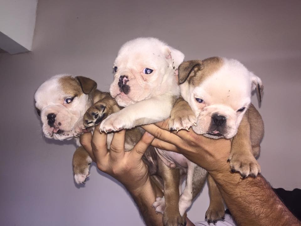 Safkan İngiliz Bulldog Yavruları