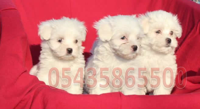 tea cup maltese terrier