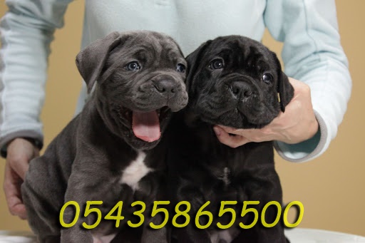 satılık yavru cane corso