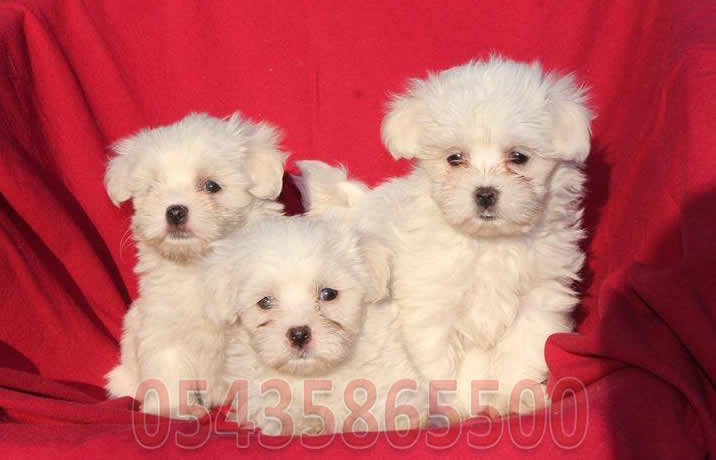 Safkan Maltese Terrier