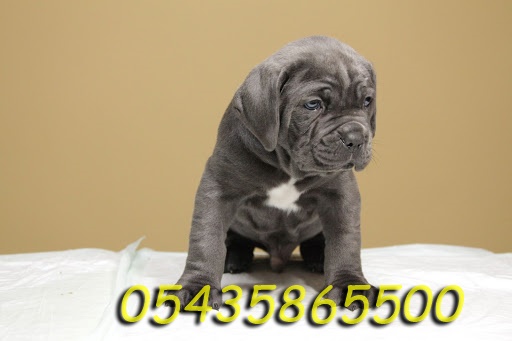 blue cane corso