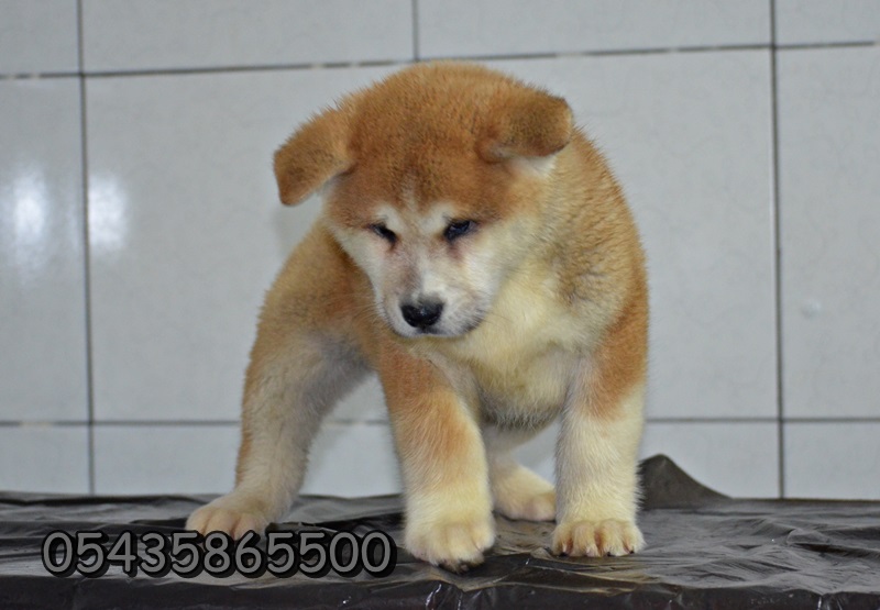 satılık akita inu