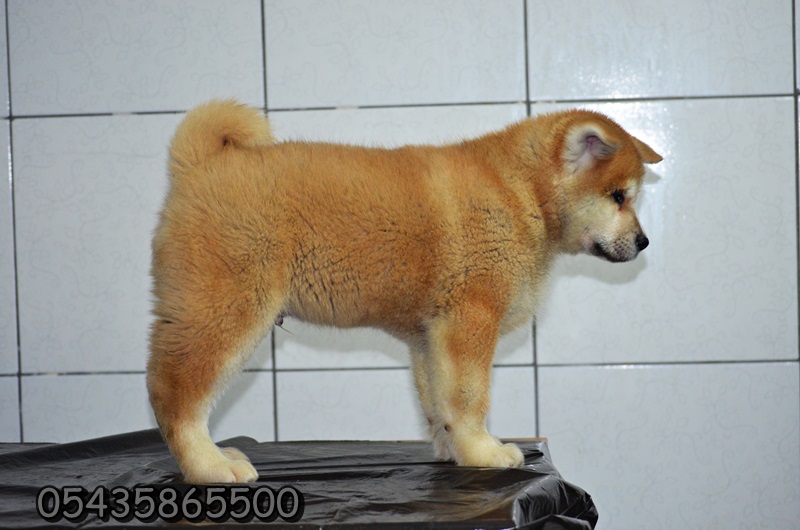 yavru japon akita