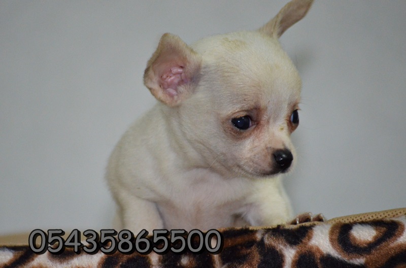 yavru chihuahua