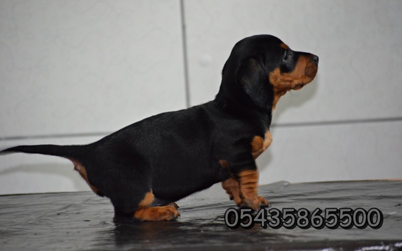 satılık dachshund yavruları