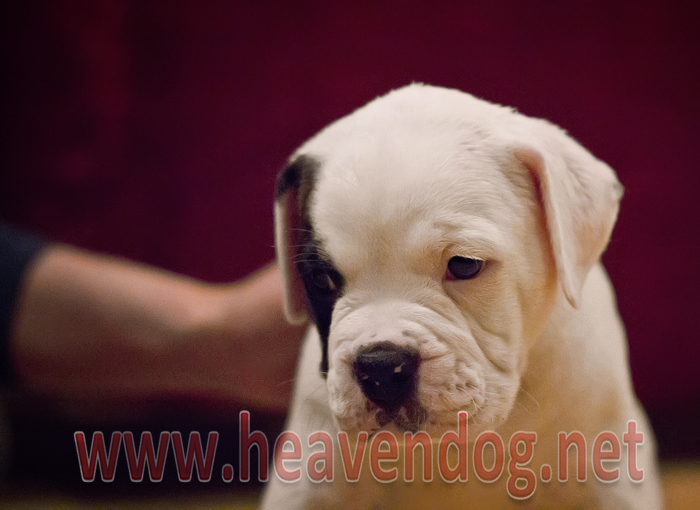 Yavru Amerikan Bulldog