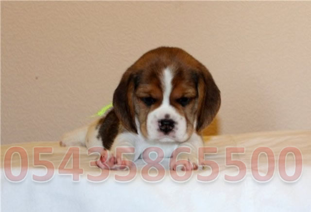 satılık beagle yavruları