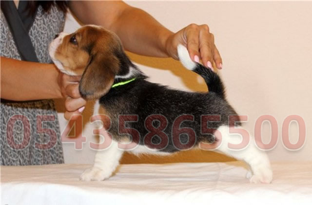 safkan beagle yavru