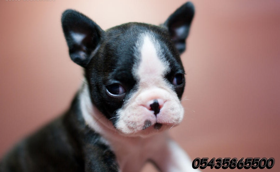 boston terrier yavru