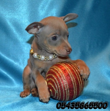 russian toy terrier