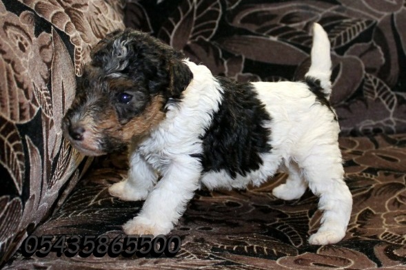 wire fox terrier safkan