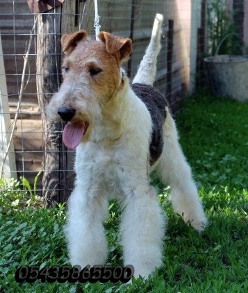 wire fox terrier