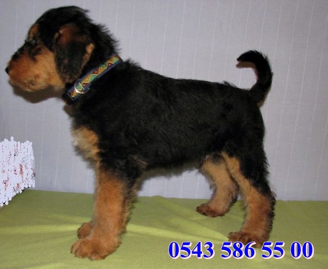 airedale terrier satılık