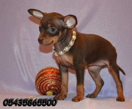 yavru russian toy terrier