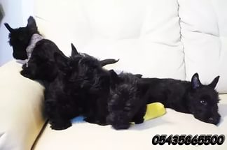 İskoç Scottish Terrier