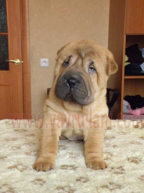 yavru sharpei fiyatları