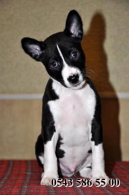 satılık basenji yavruları