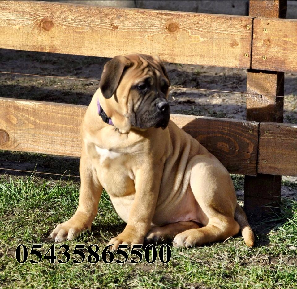 bullmastiff