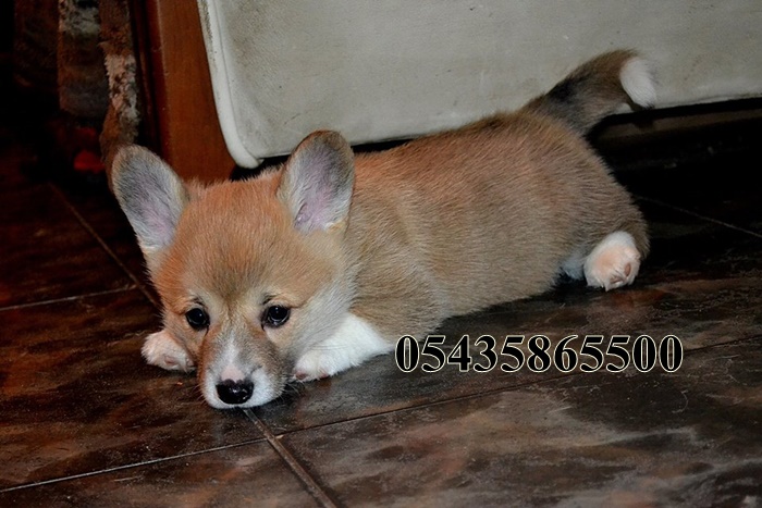 satılık yavru corgi