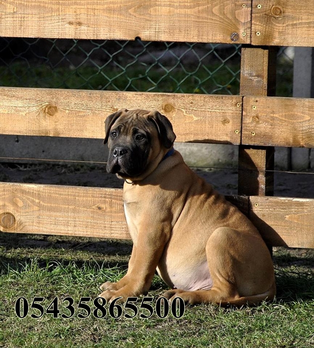 safkan bullmastiff