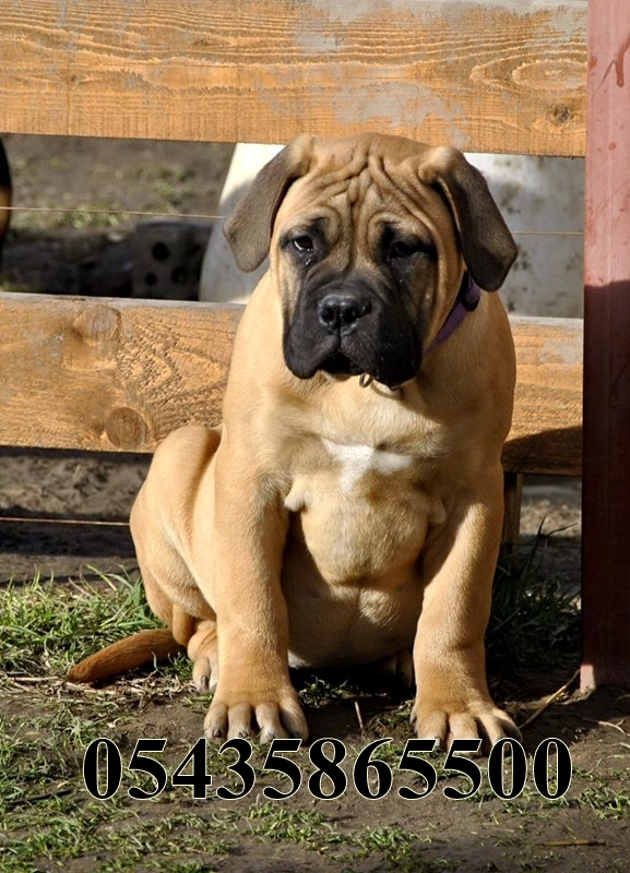 satılık bullmastiff