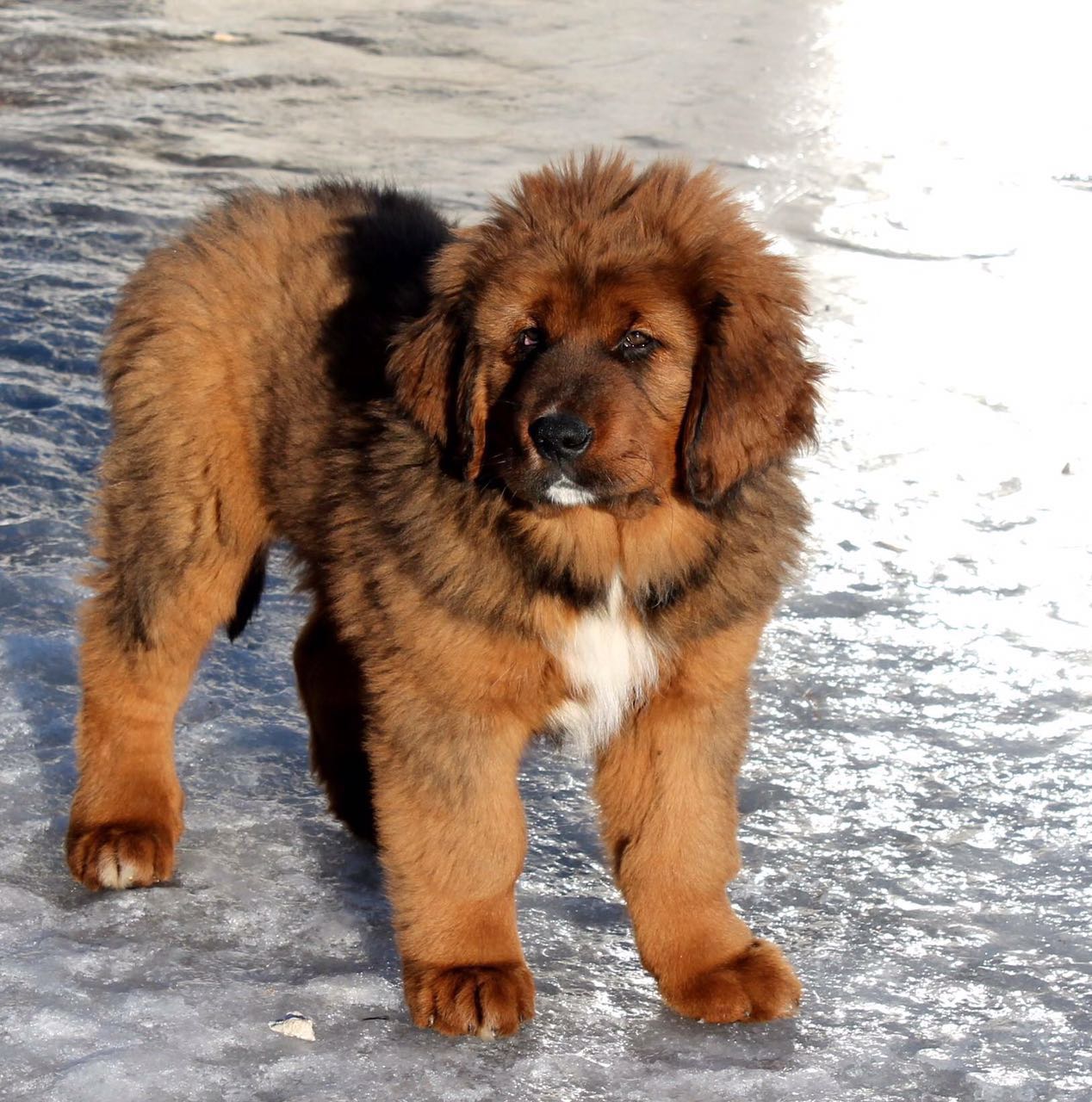 satılık tibetan mastiff yavru