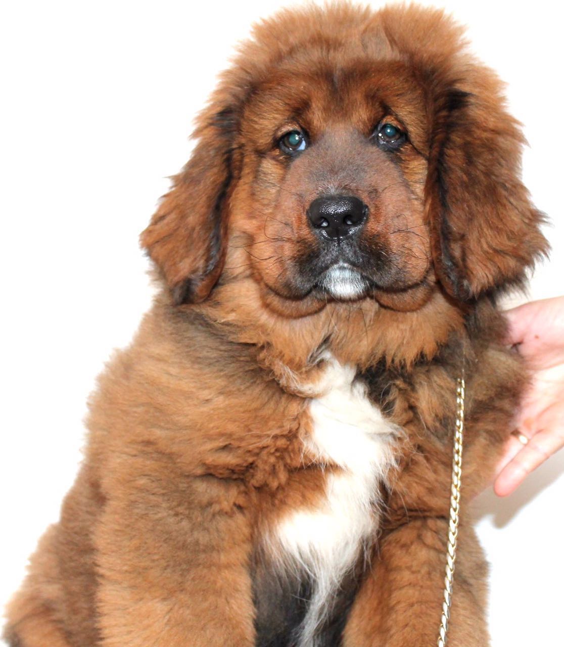 satılık tibetan mastiff