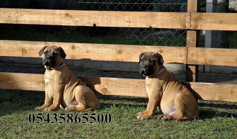 yavru bullmastiff