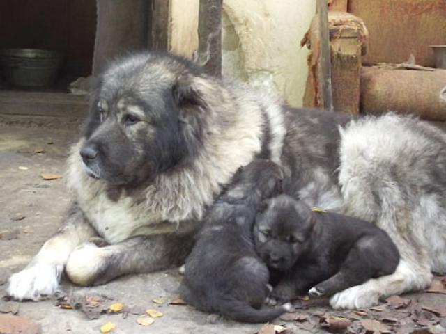 kafkas çoban köpeği