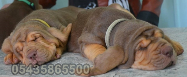 satılık bloodhound