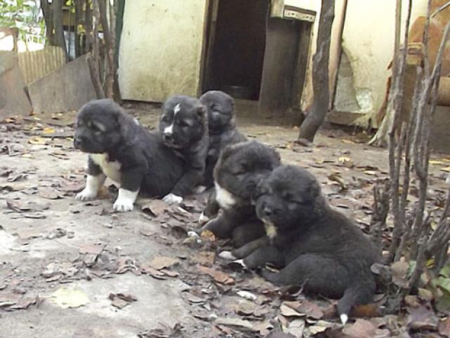 satılık kafkas çoban