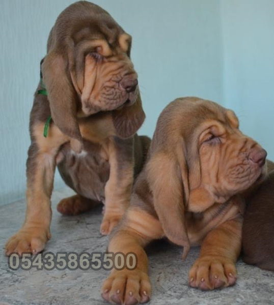 satılık  yavru bloodhound