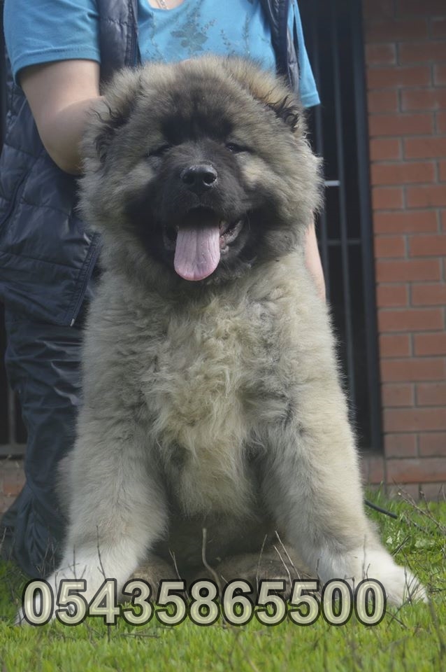 satılık kars çoban köpeği