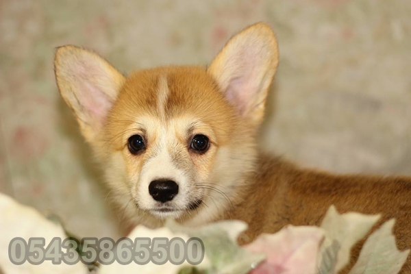 satılık welsh corgi yavruları