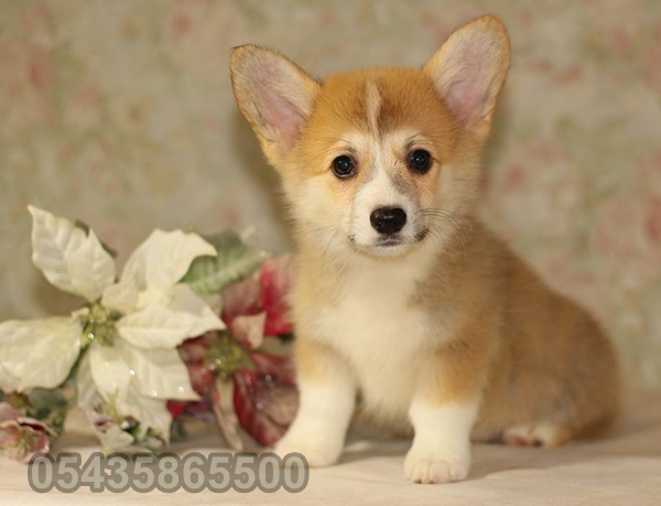 satılık yavru welsh corgi