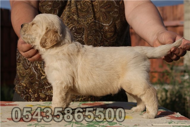 yavru golden retriever