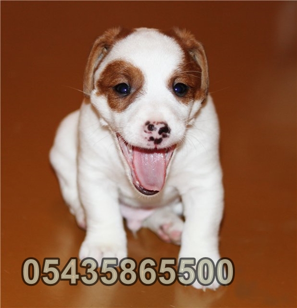 yavru jack russell