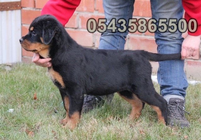 macar rottweiler yavruları