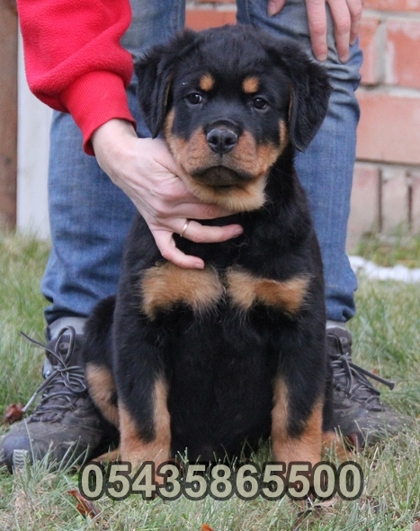 satılık rottweiler