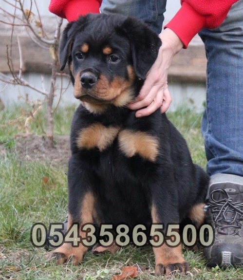 yavru rottweiler