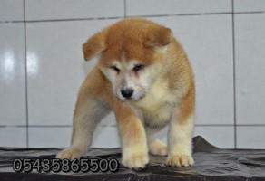 Satılık Akita inu Yavruları