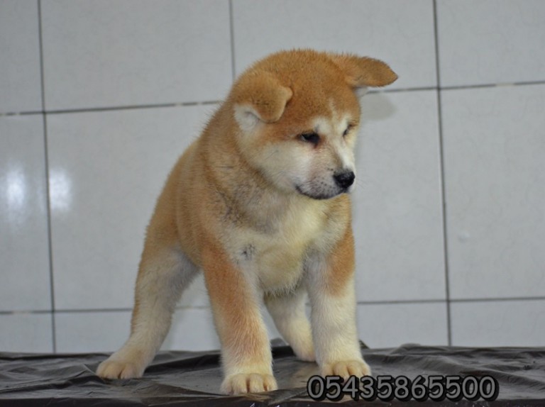 Satılık Japon AKita inu Yavruları