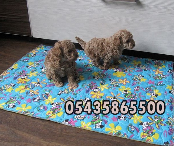 Safkan Toy Poodle