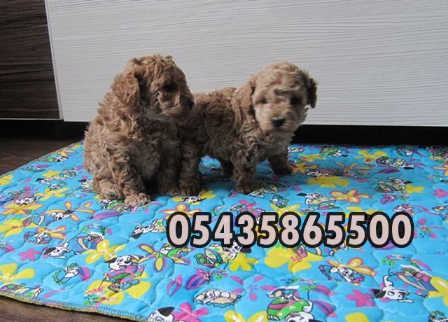 Toy Poodle Yavruları